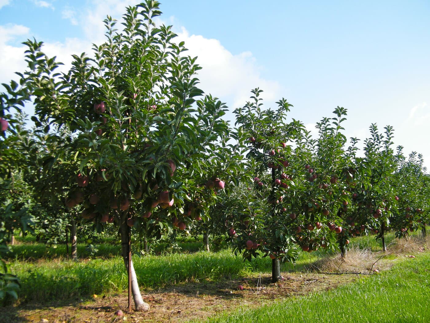 Apple trees heavy with fruit at a Frederick County orchard